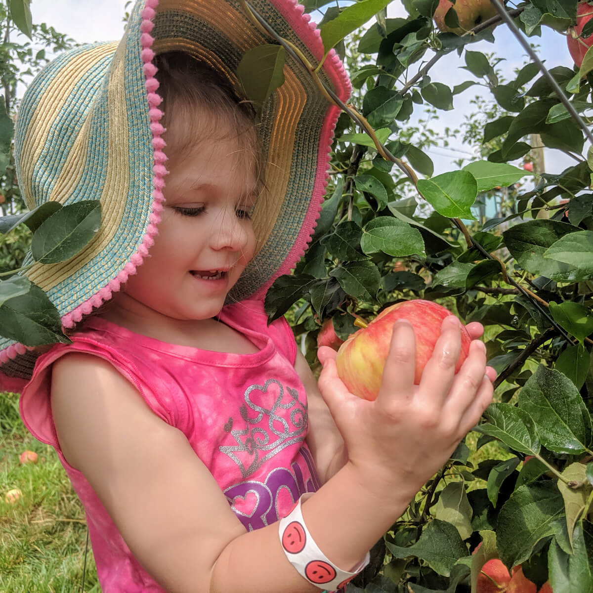 Young Daughter Picking Apples in Wonder and Amazement