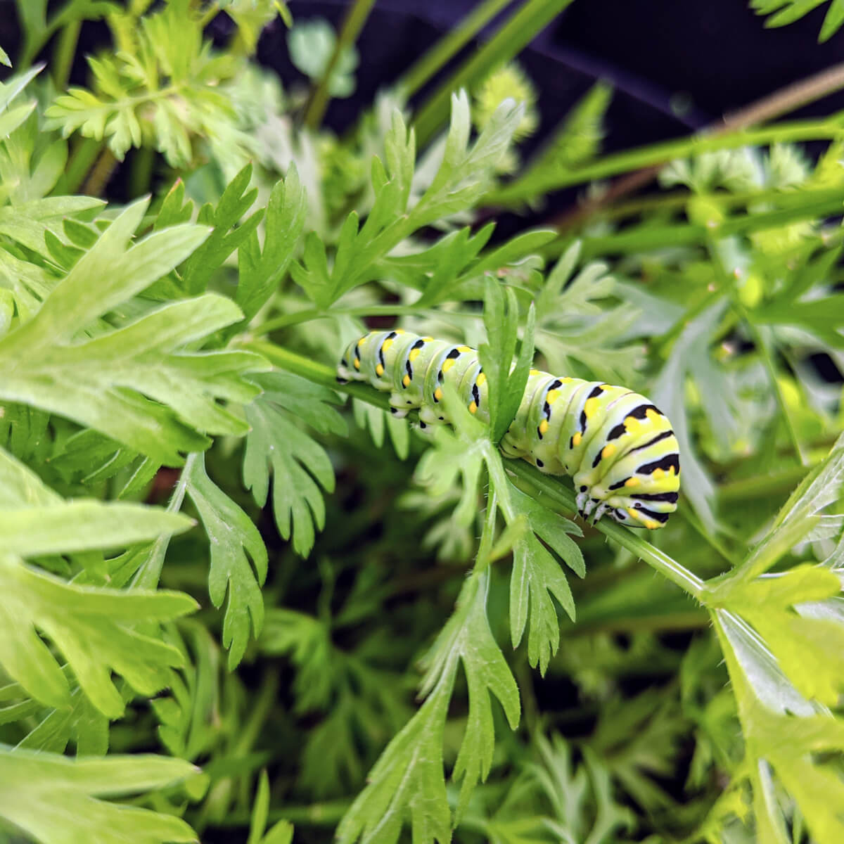 Caterpillar on Parsley