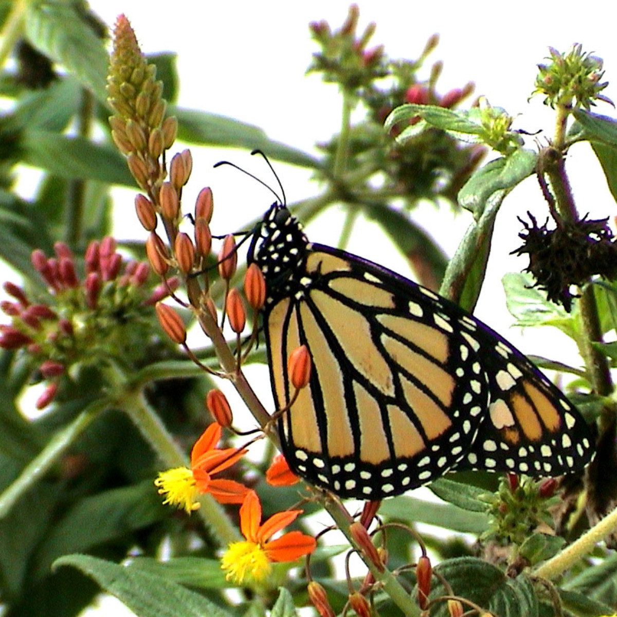 Female Monarch Butterfly on Milkweed Plant - Photo Courtesy of LiveMonarch.com