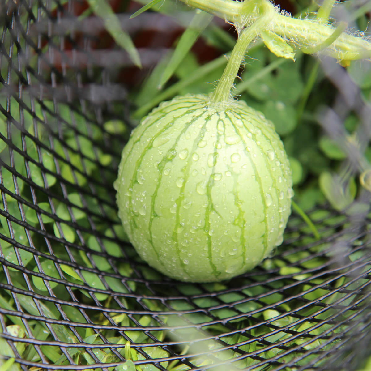 Baby Watermelon - how to grow watermelon from seed indoors