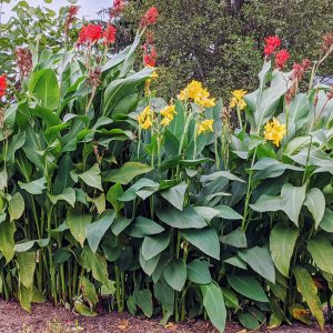 Are Canna Lilies Perennials? (They’ve Got Rhizomes, After All!)