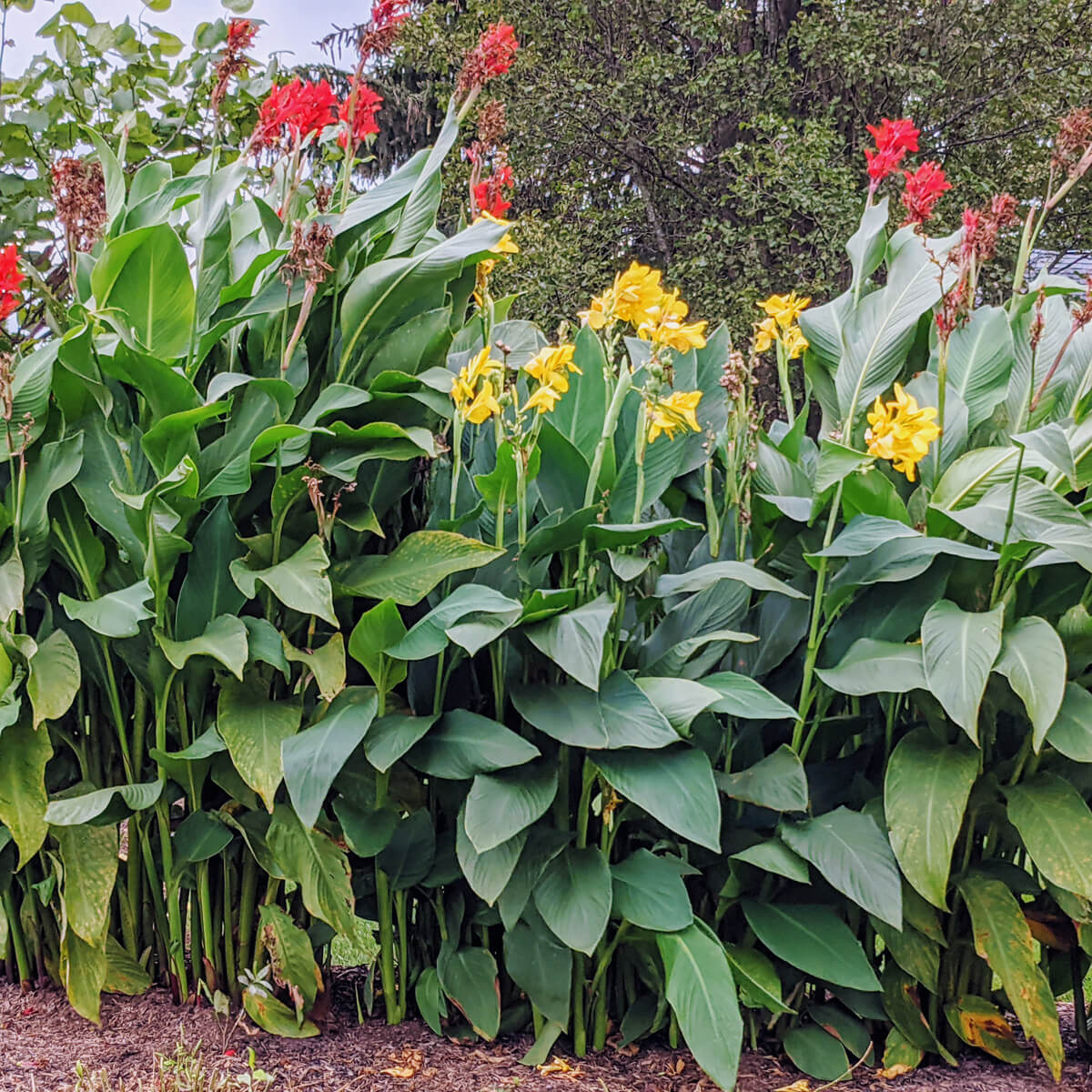 Are Canna Lilies Perennials - Red and Yellow Cannas