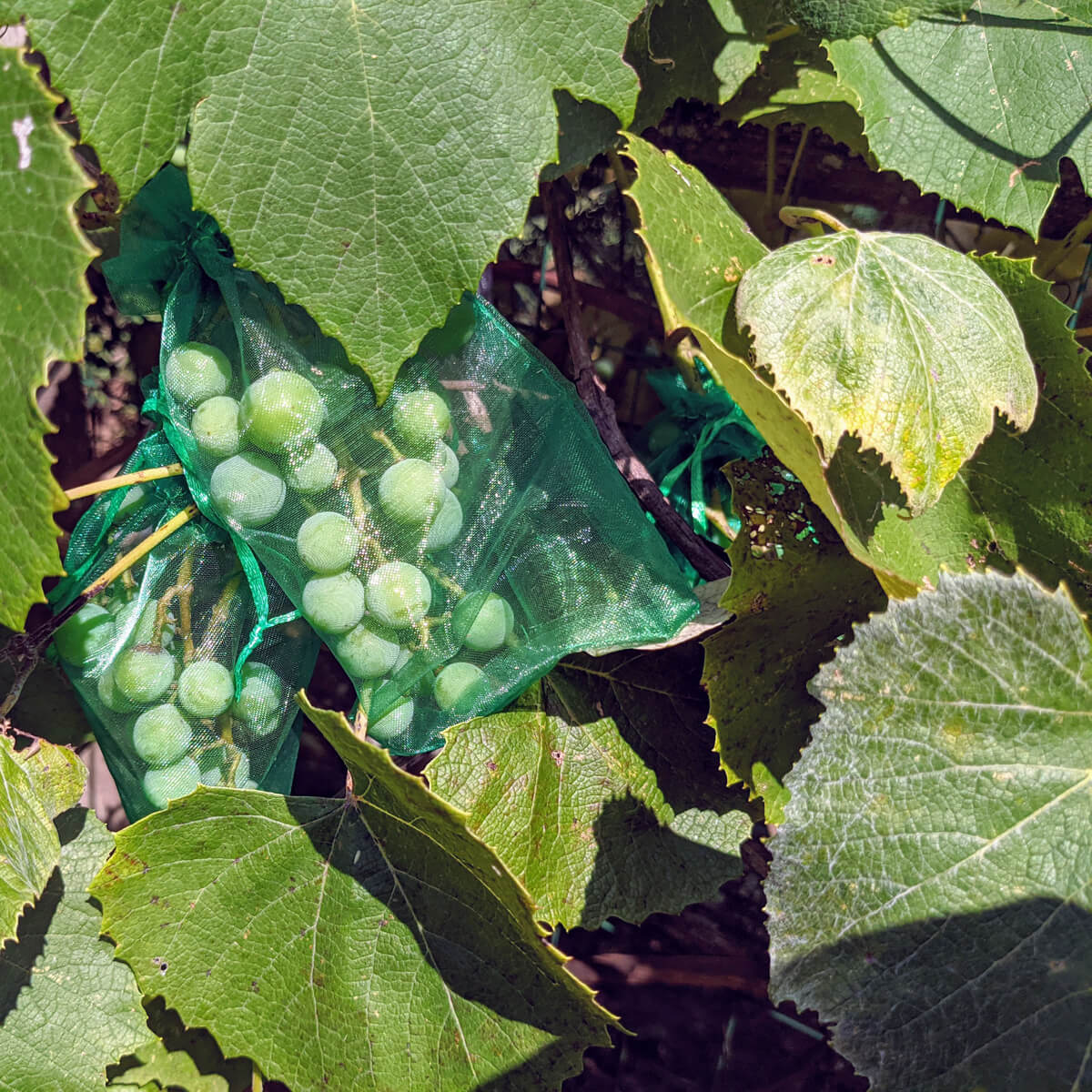 Organza bag protecting concord grapes from animals