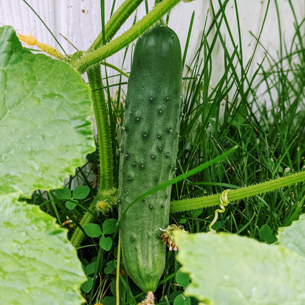 Cucumber Companion Plants - Bright Green Cucumber hanging out of a raised garden bed