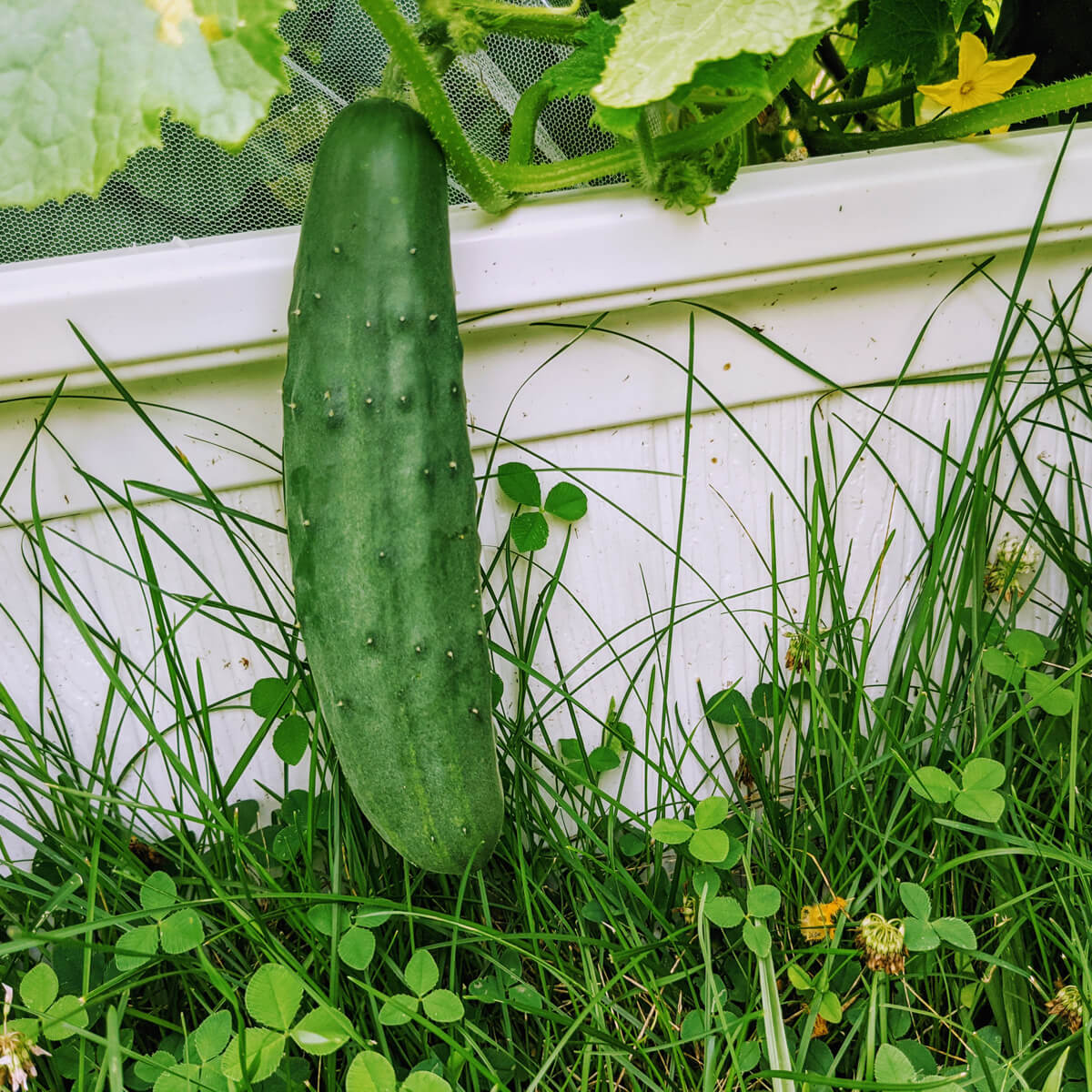 Cucumber Companion planted near sunflowers