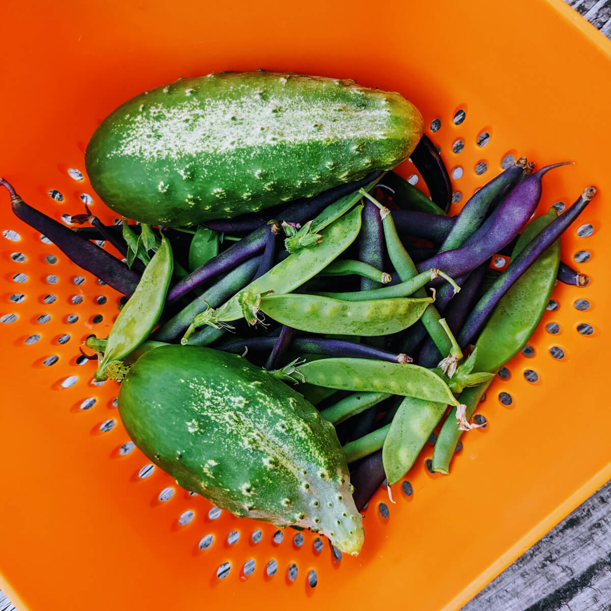 Pickling Cucumbers and Snow Peas and Beans Harvest from our 2021 Garden in an orange colander