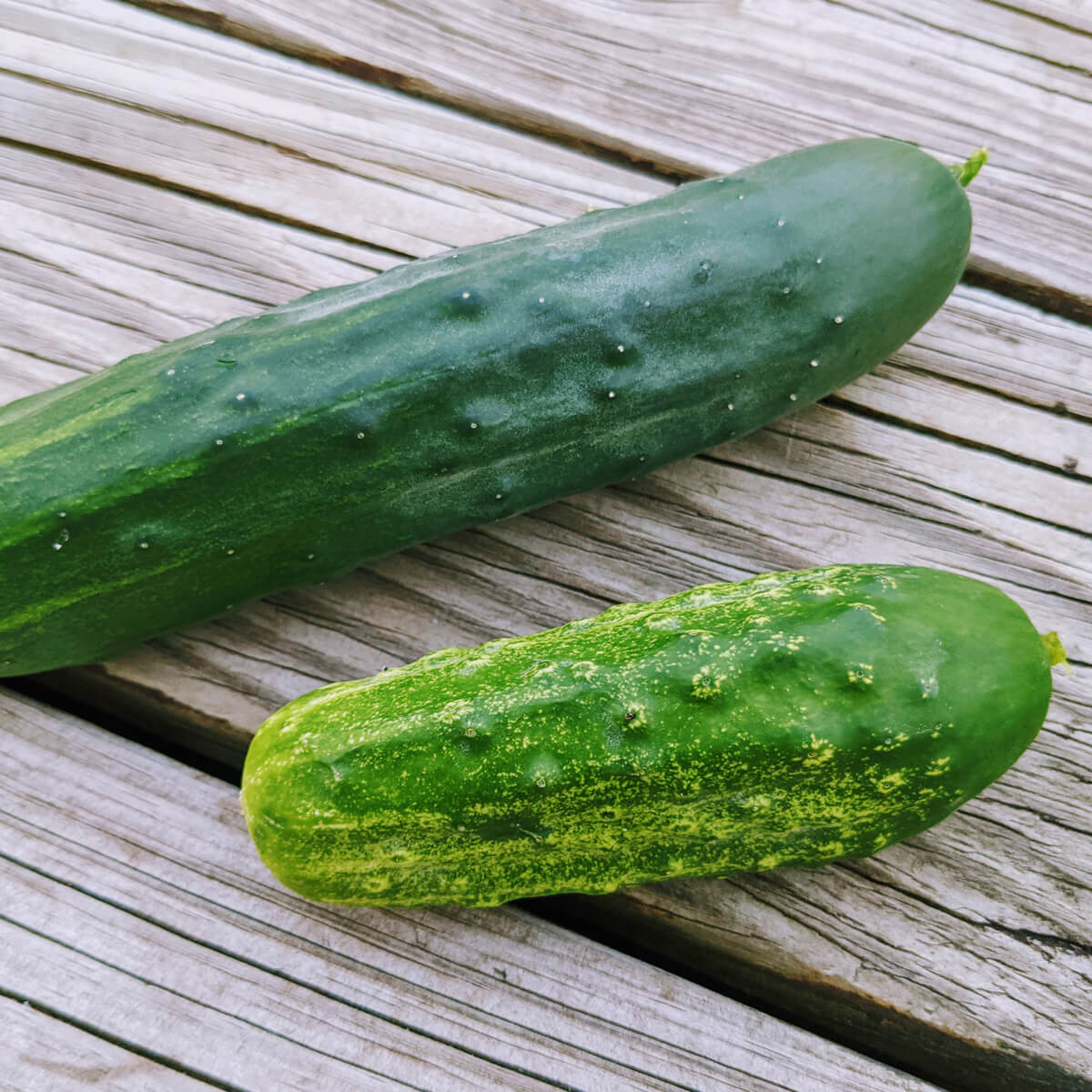 Regular Cucumber and Pickling Cucumber on wooden deck from our 2021 harvest