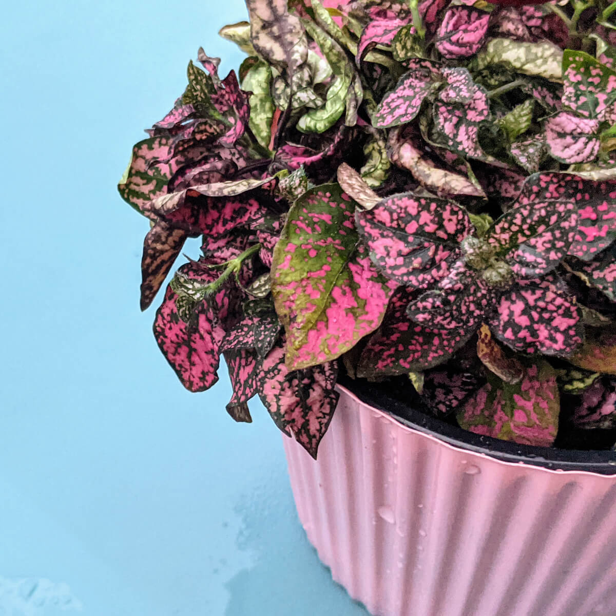 Pink Freckle Face Plant in Cupcake Wrapper Pot