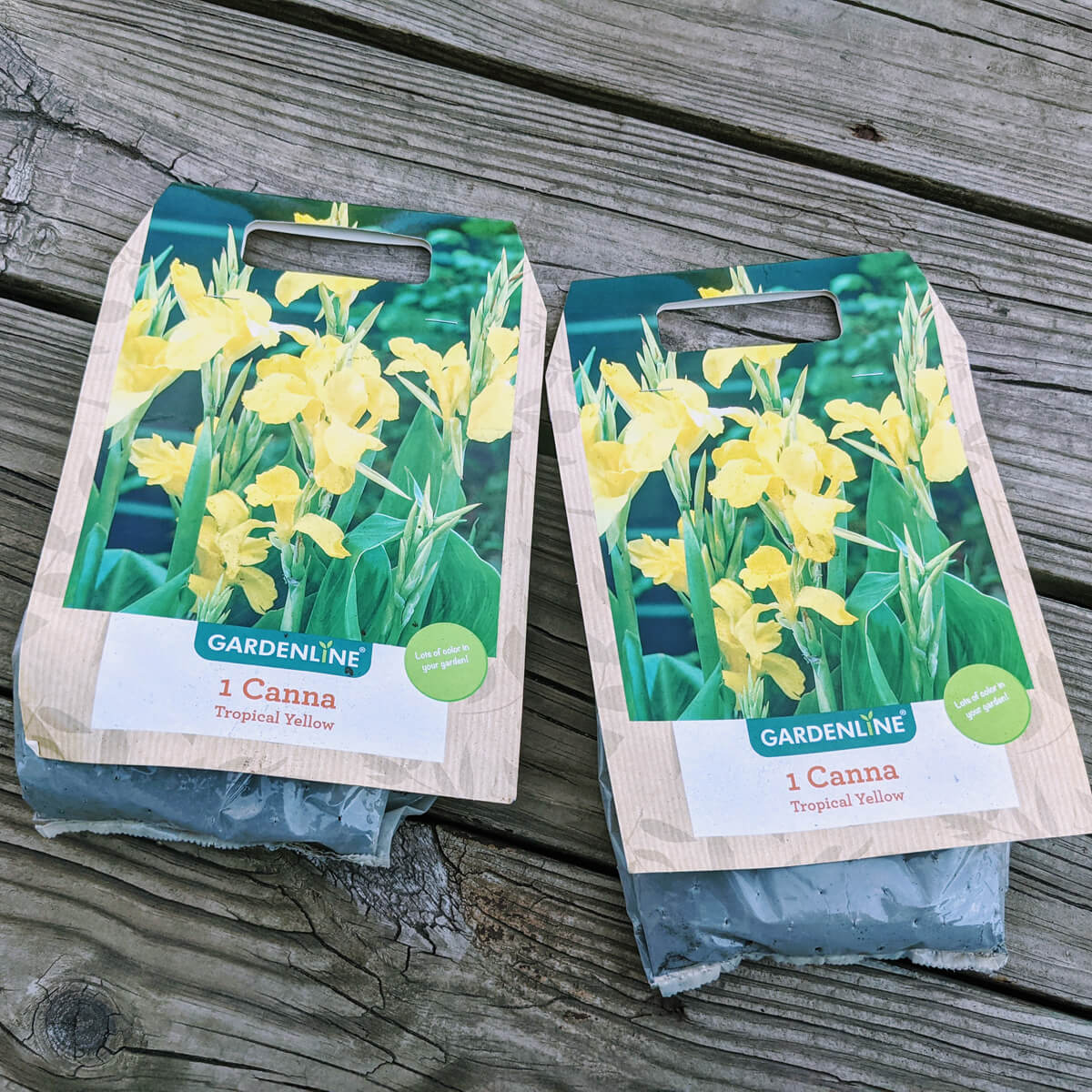 Yellow Gardenline Cannas in Packages on Wooden Deck