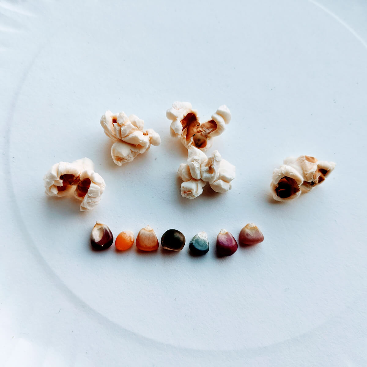 Glass Gem Corn Popcorn Popped - Colorful Kernels and popped corn