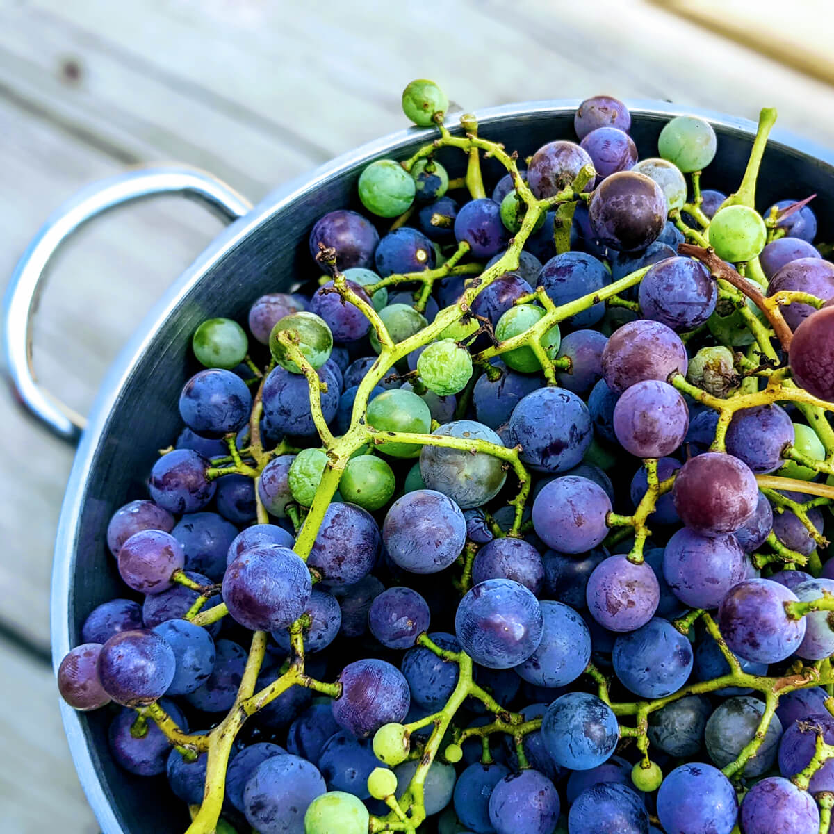 Concord Grapes in a Metal Colander on a Wood Deck