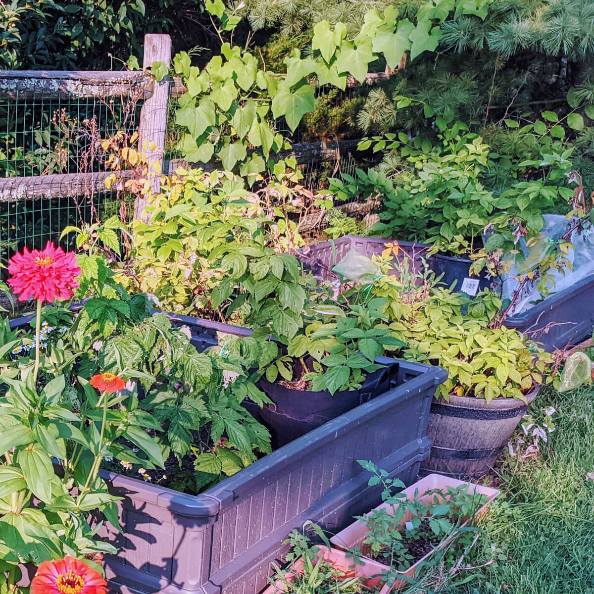 Growing Raspberries in Containers and Raised Beds in our Garden