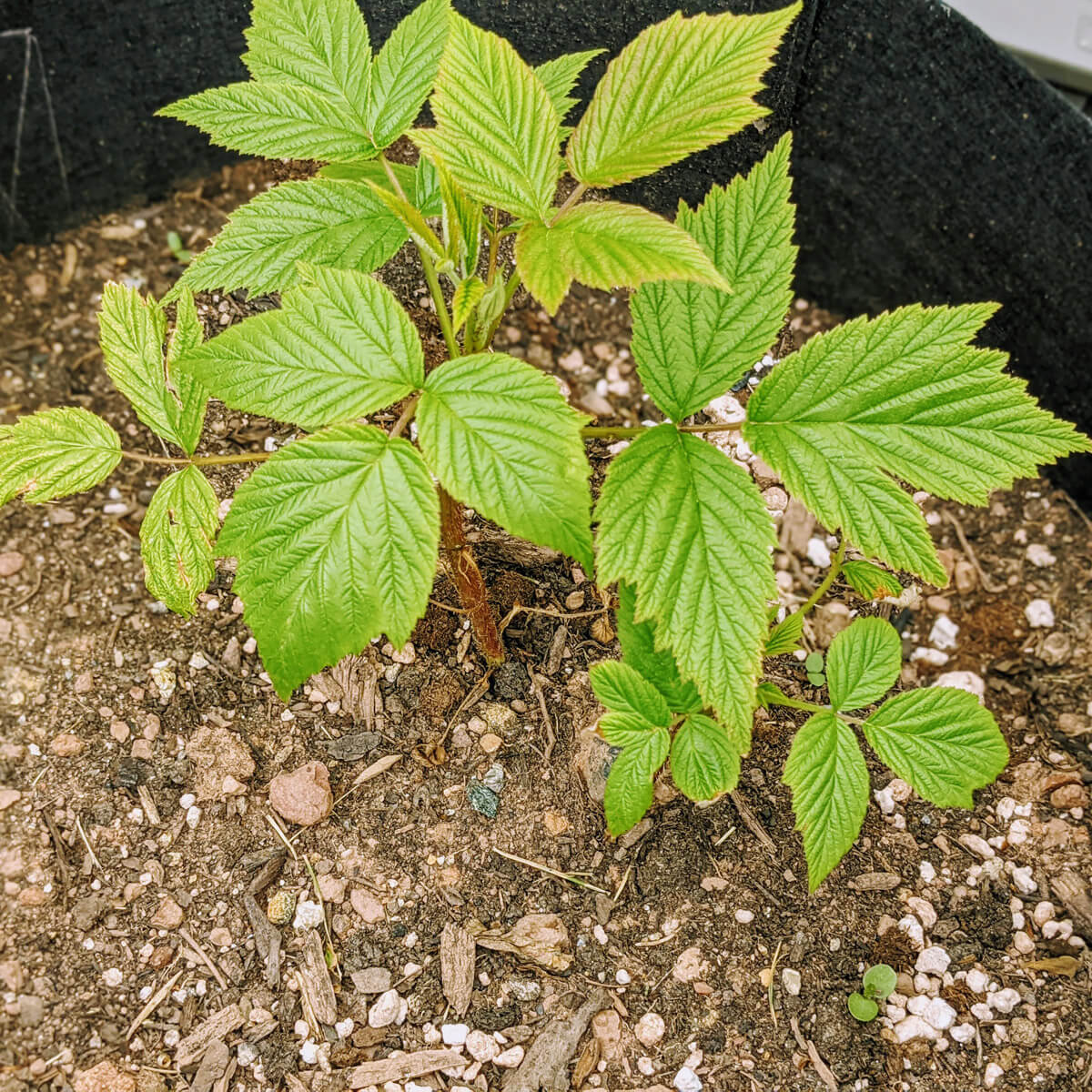 Growing Raspberries in Pots and Fabric Grow Bags