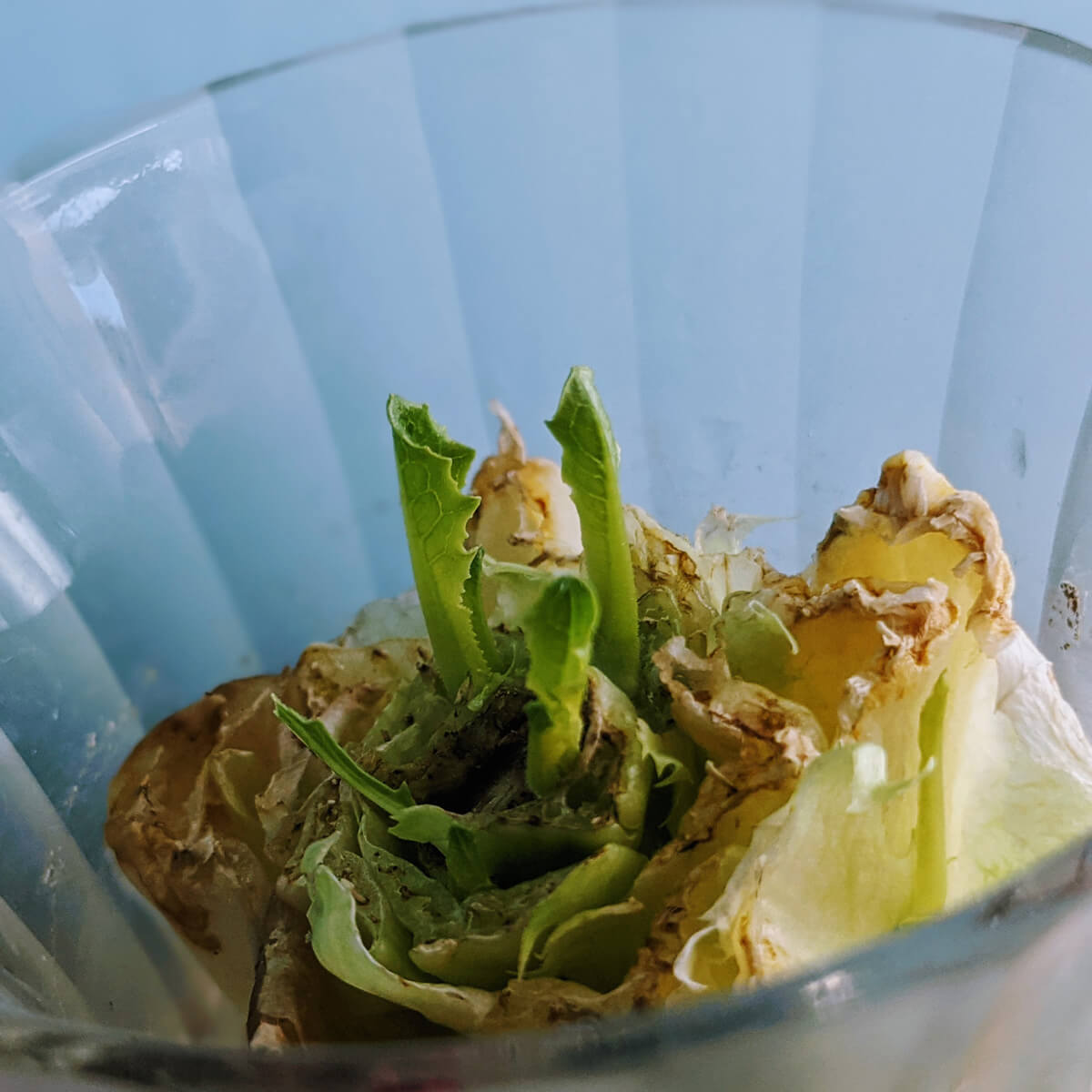 Regrowing Romaine Lettuce in Water