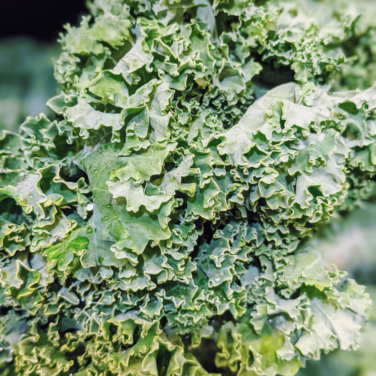 Harvesting Kale so it keeps growing - bunch of kale leaves