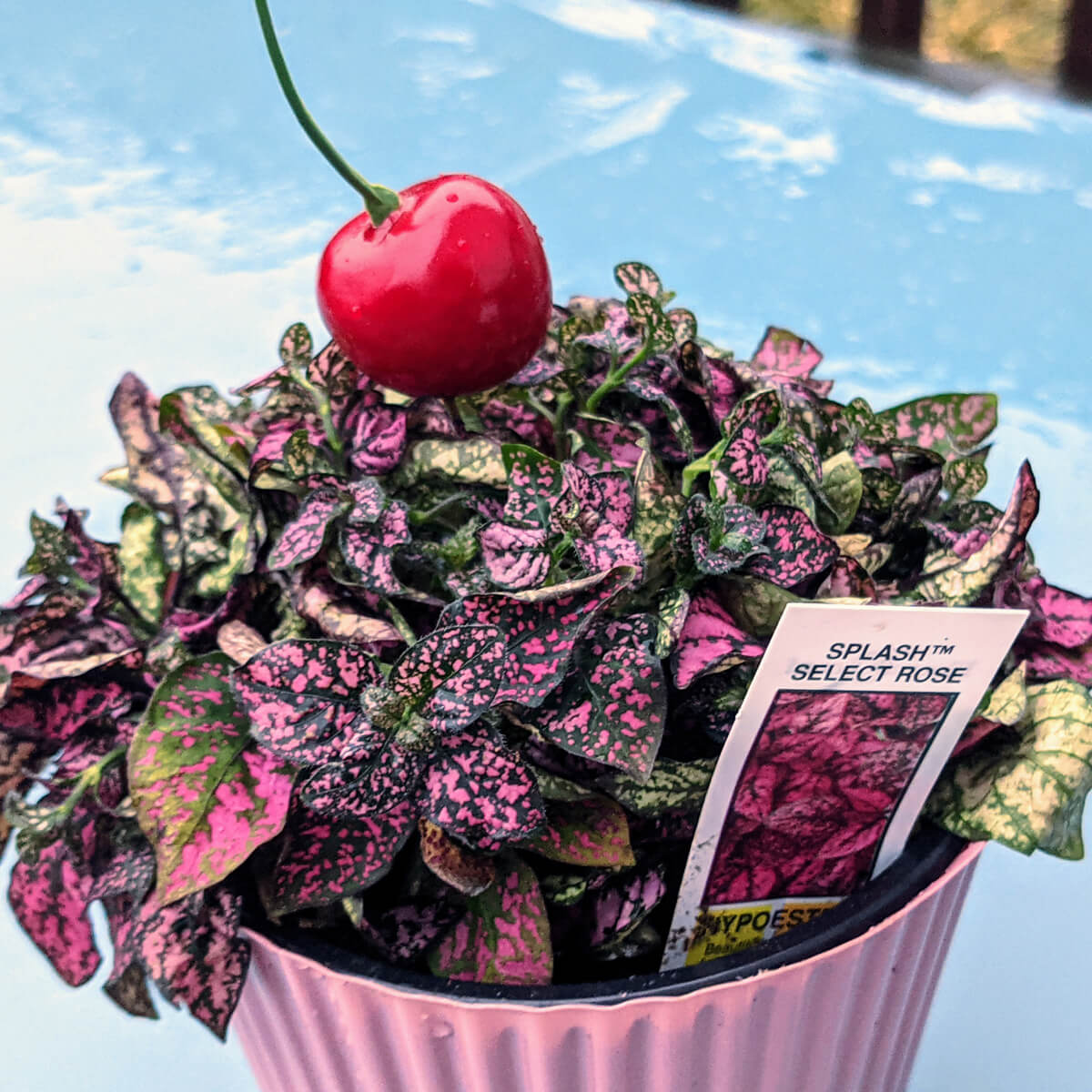 Hypoestes Polka Dot Cupcake Plant - My daughter's "plantcake"