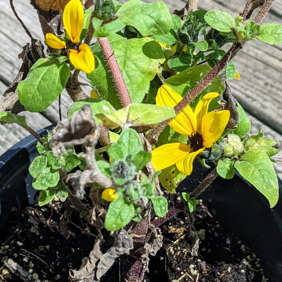 Small Sunflowers Growing in a Pot