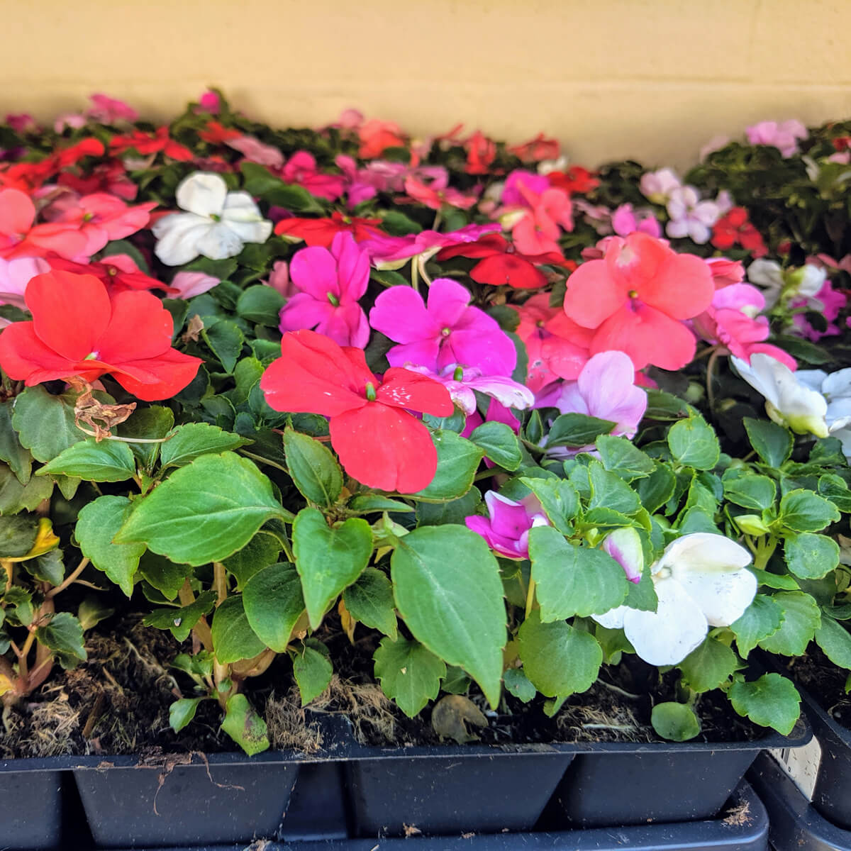 Pretty Impatiens in flats at a flower stand