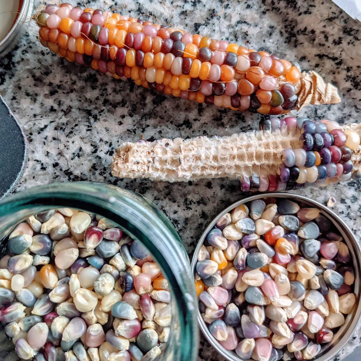Saving popcorn kernels from homegrown plants - corn cobs and harvested seeds on table
