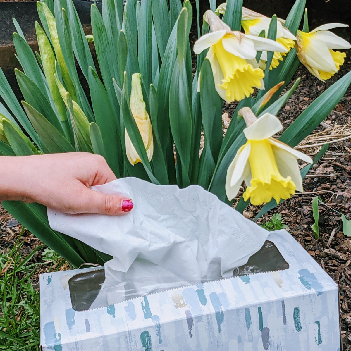 Tissues by Flowers - Dealing with Spring Allergies in the Garden