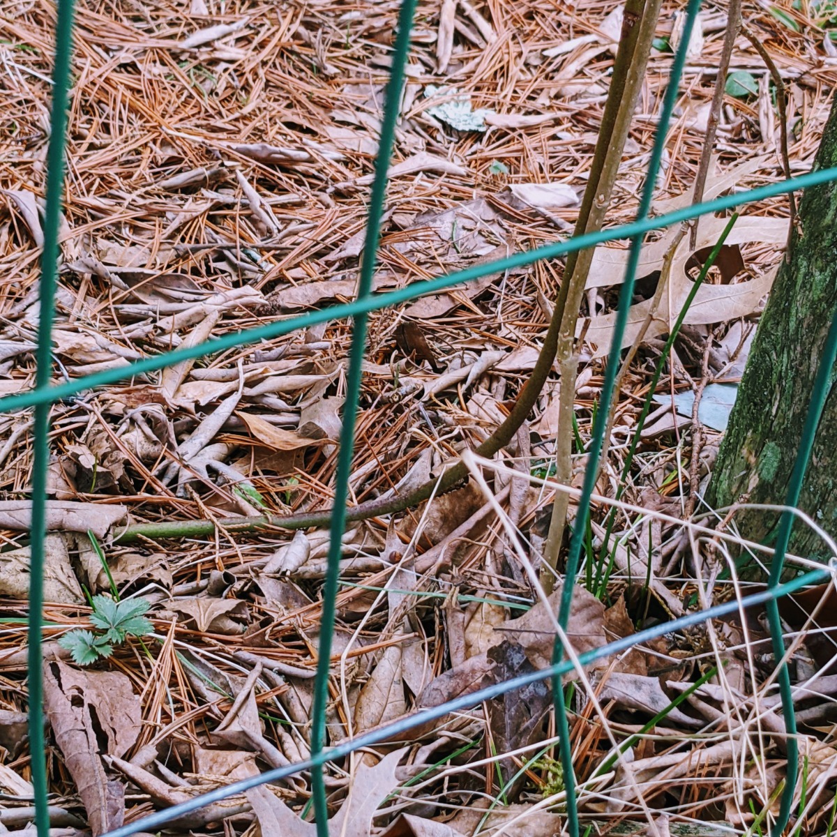 Blackberry tip layering where the free end of the berry bush roots itself