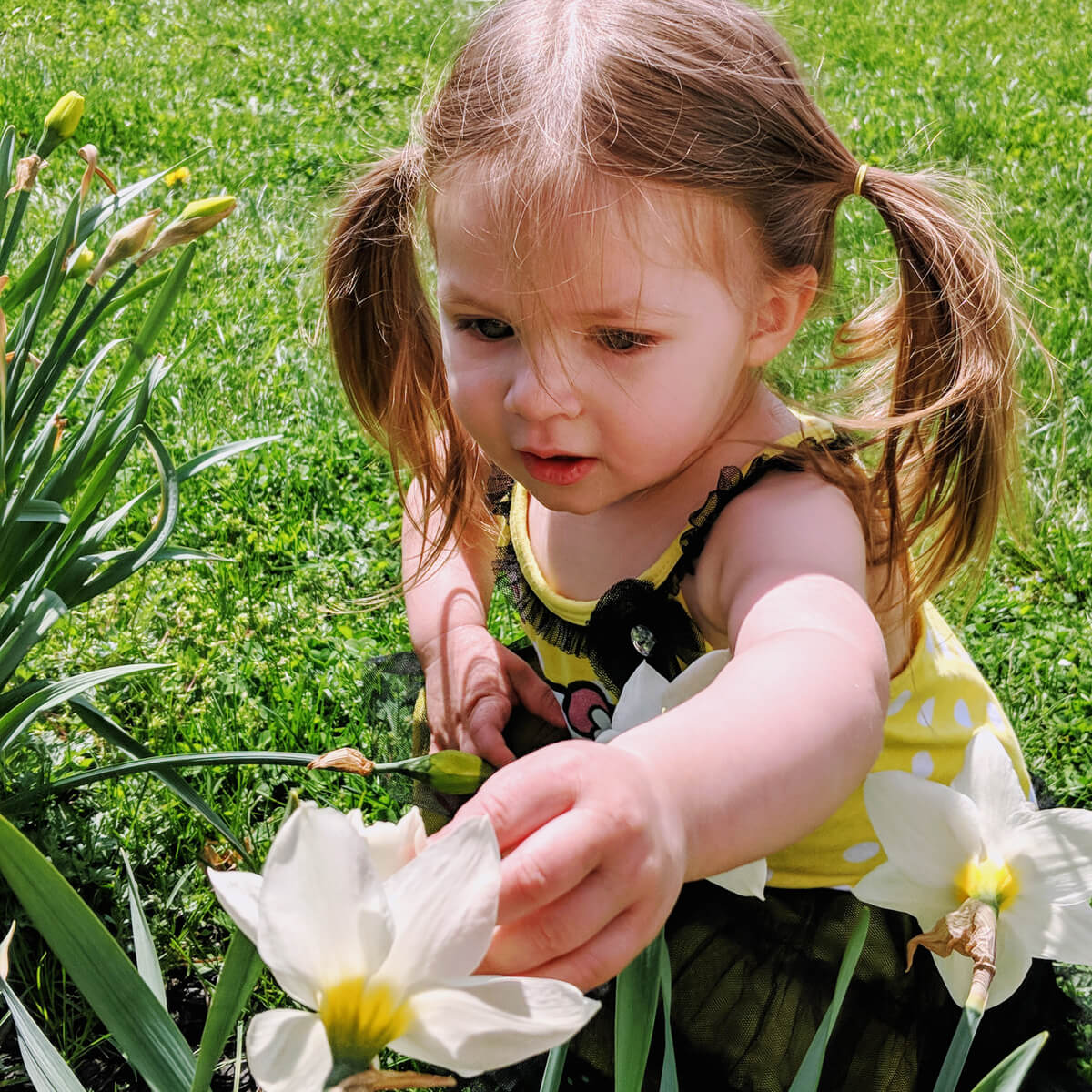 Youngest daughter at 2 and a half checking out the pretty white daffodils in the 2018 garden. 