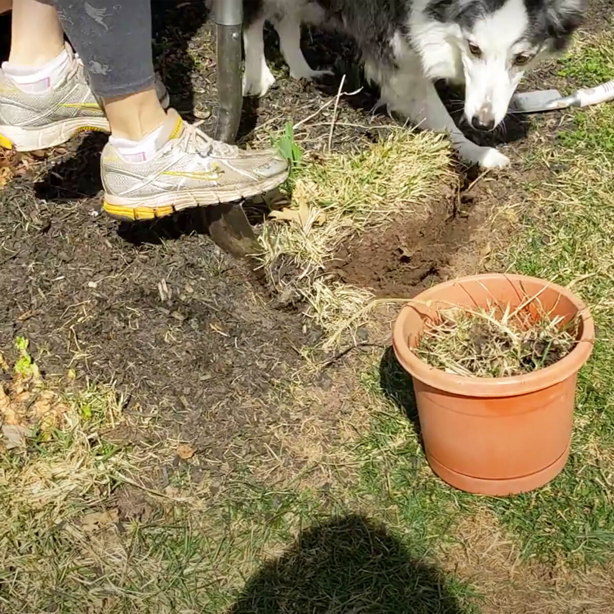 Digging up daffodils for dividing and transplanting