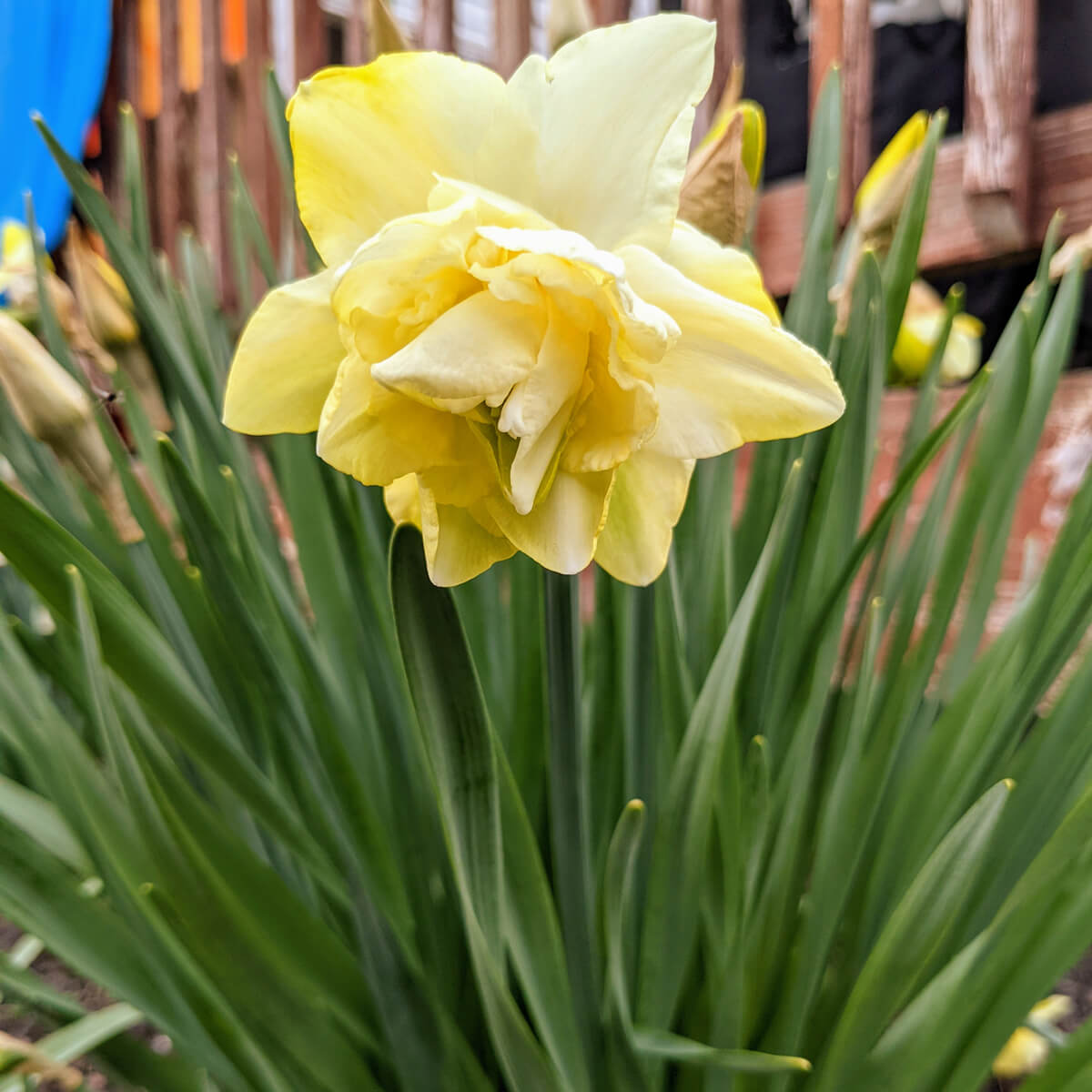 Double Daffodil Narcissus