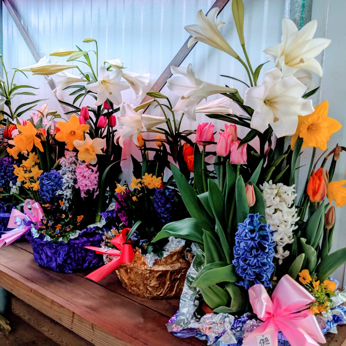 Look at all these gorgeous Easter Flowers we found at Ott's Exotic Plants in Schwenksville, PA! (2019)