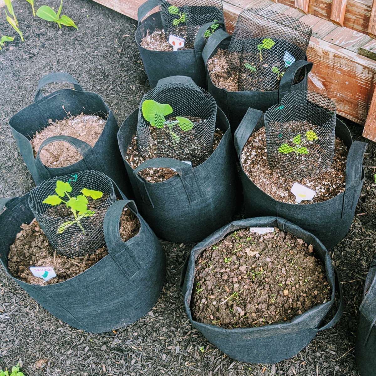 Felt Grow Bags with plants growing in our 2020 garden