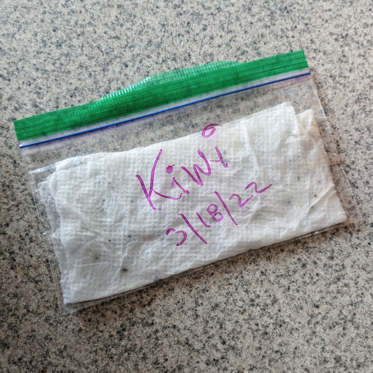 Germinate Seeds from Kiwi in Baggies