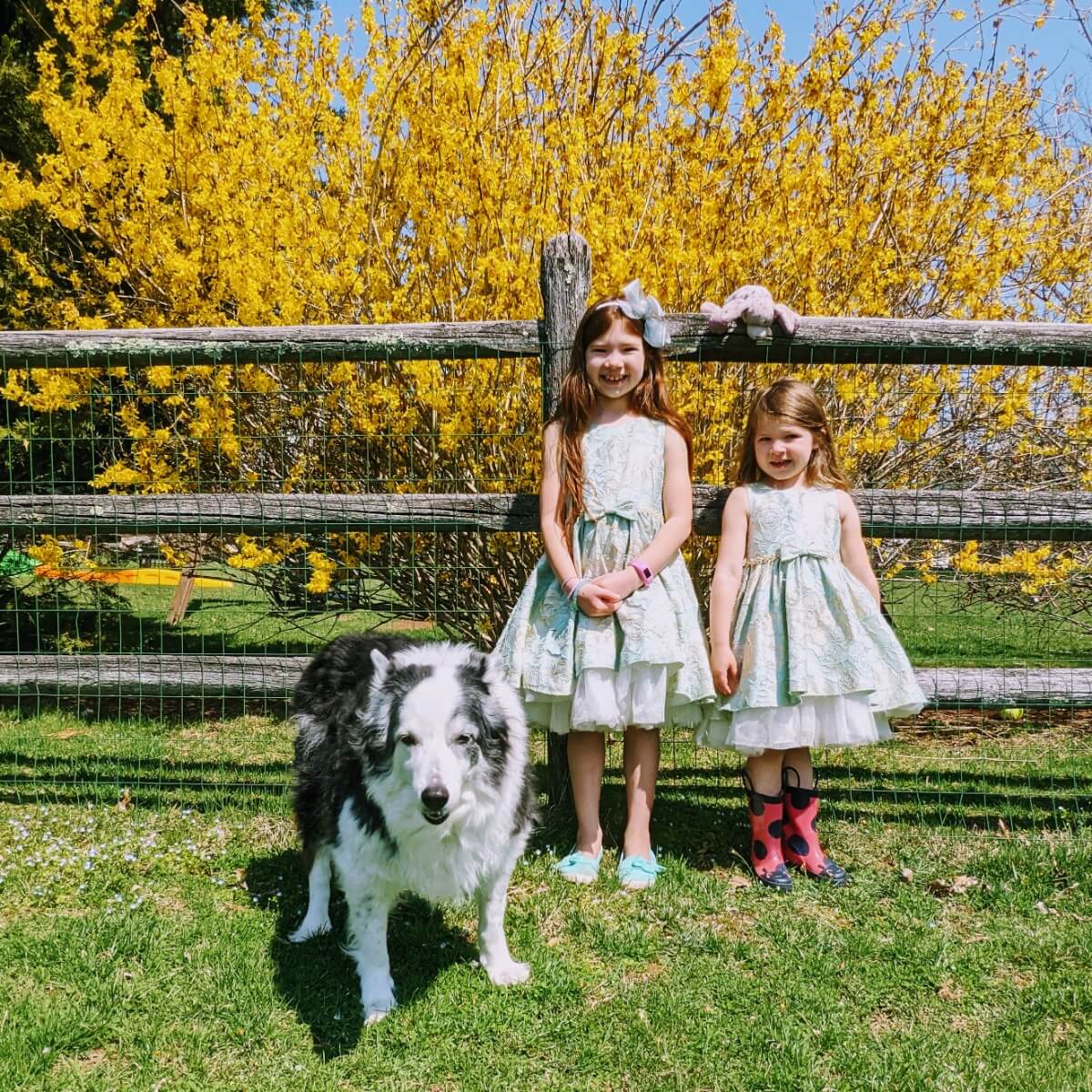 Sisters and Border Collie by a Forsythia Bush in Full Bloom on Easter 2021