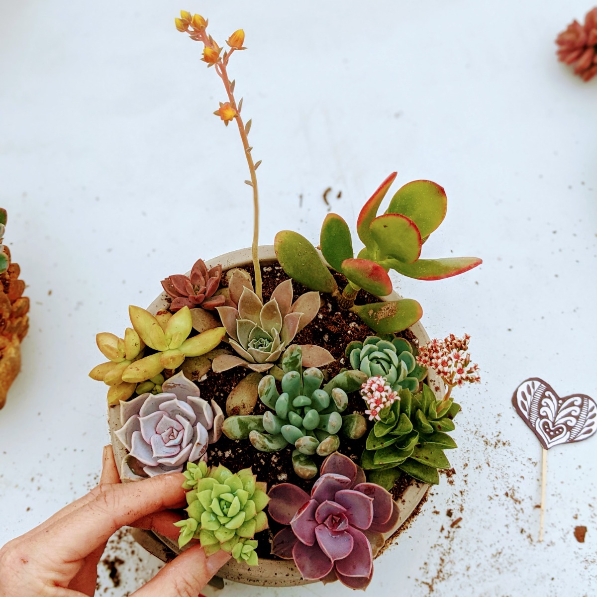 Glick's Greenhouse Succulent Potting Party - Arranging Succulents in a Bowl