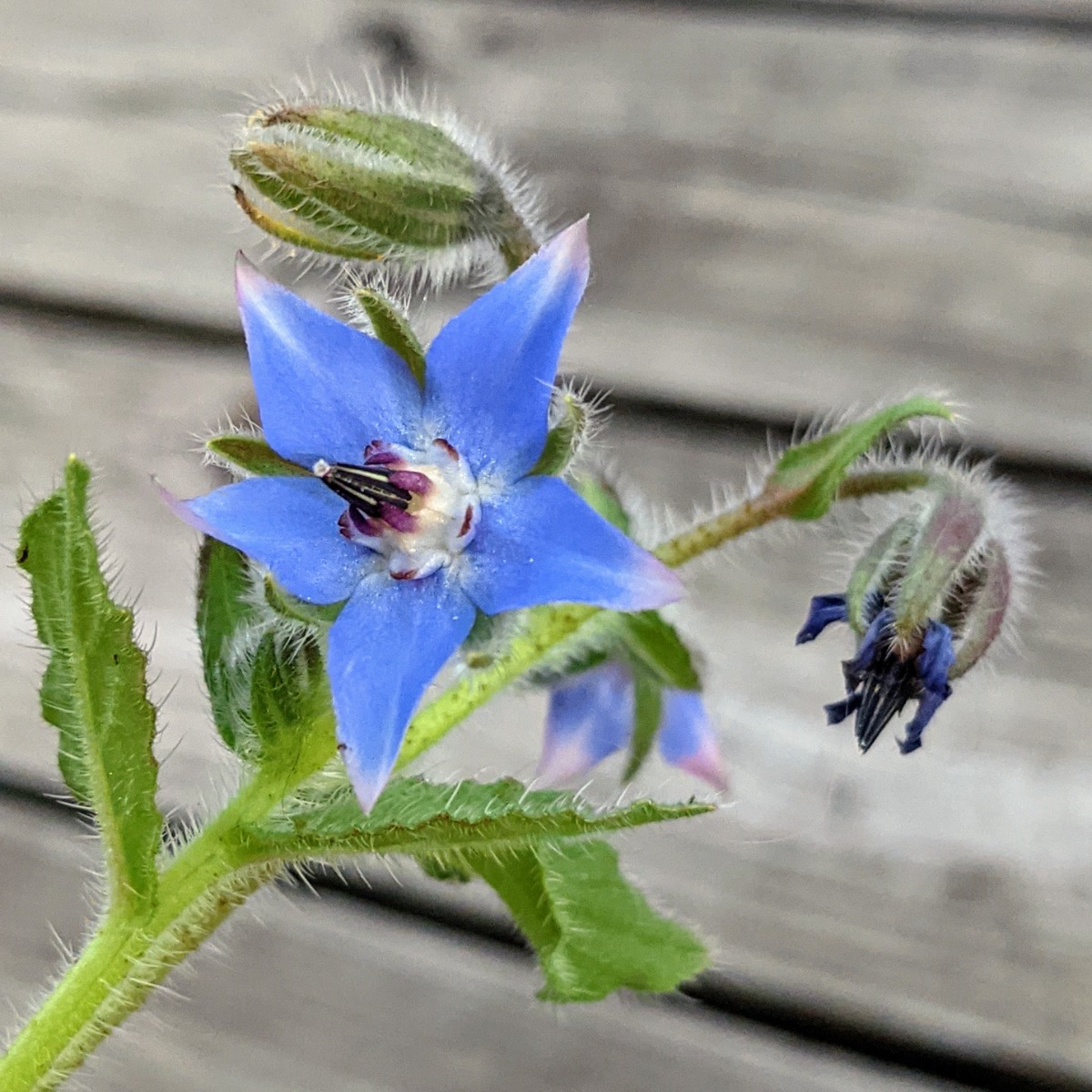 Growing Borage Seeds in Pots - Blue Starflower