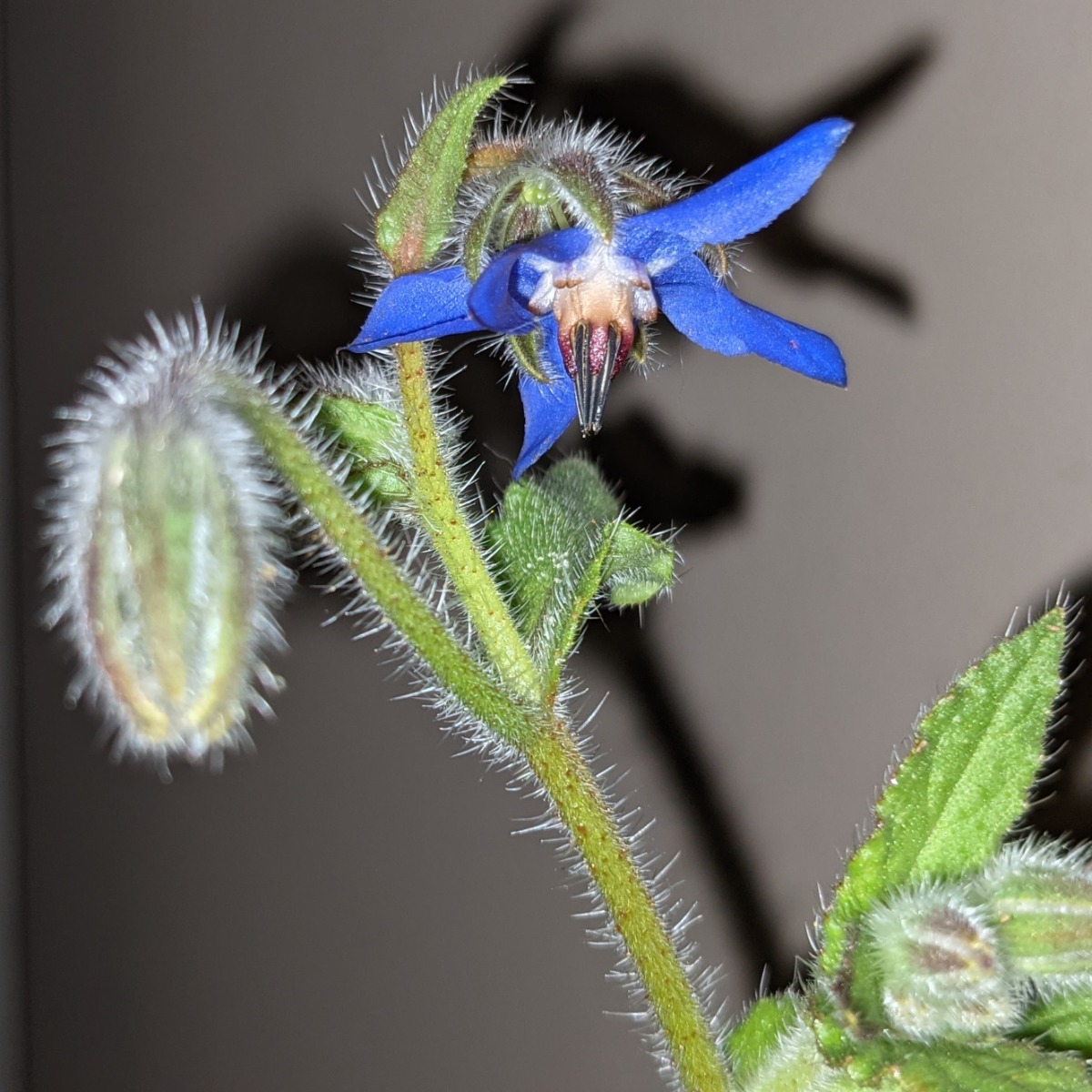 Growing Borage - this borage plant has one bloom almost ready to open and one that's almost spent.