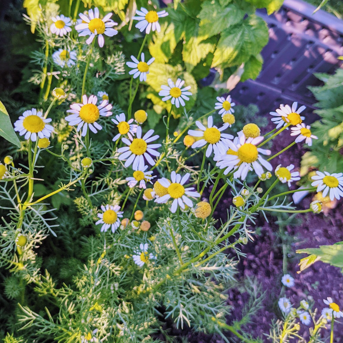 Growing Chamomile next to raspberry plants in a raised garden bed