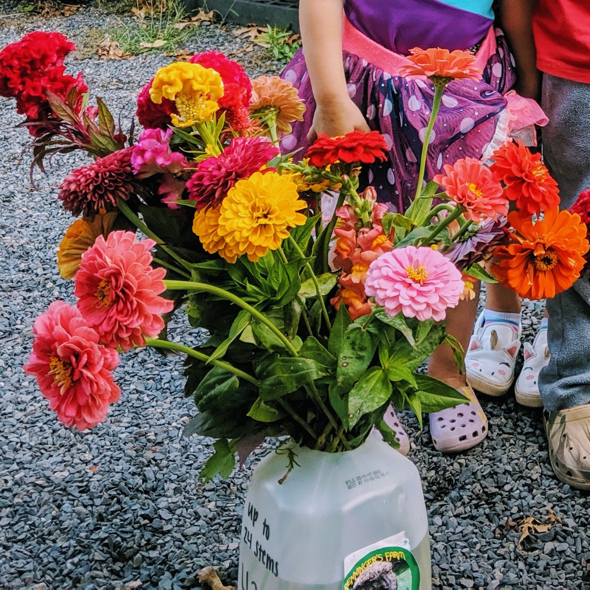 Jug filled with Zinnias and cut flowers - Growing Zinnias for Cut Flowers