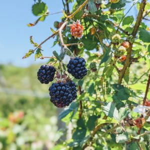 How to Propagate Blackberries: Multiply Blackberry Brambles