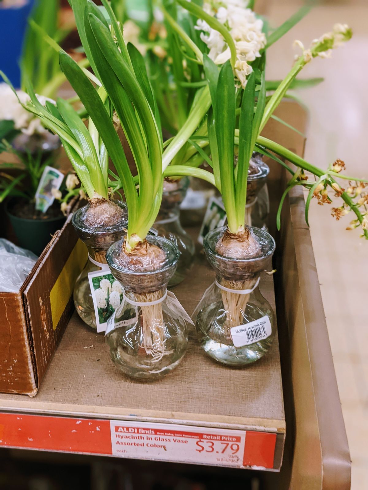 Hyacinths growing in water in vases at Aldi