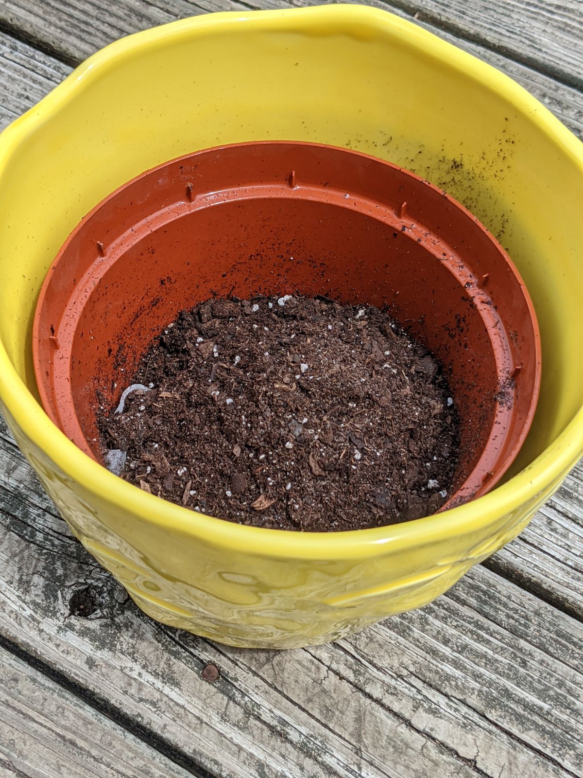 Miracle Gro Palm, Cactus, and Citrus Mix in Yellow and Orange Flower Pots