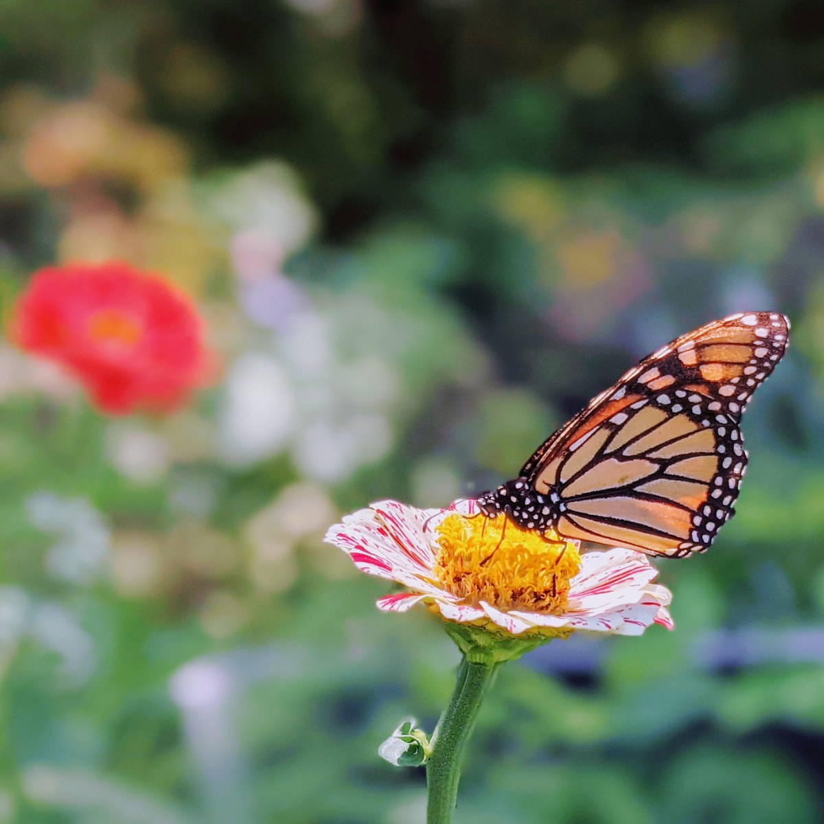 Beautiful Monarch Butterfly Visiting Our Zinnia Garden in late July of 2021.