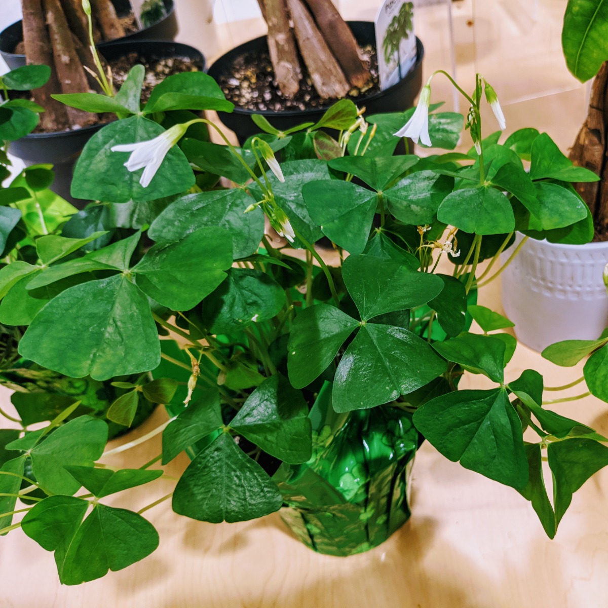 Oxalis False Shamrock for Sale at Giant Grocery Store, PA