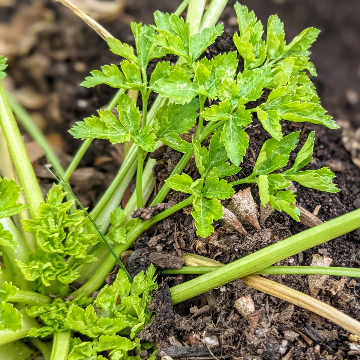 As a biennial, Parsley is a cool weather crop that survives the winter. This parsley plant is from our 2021 garden.