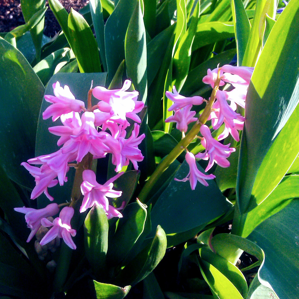 Pink Hyacinths in Bloom in the Shadows in our 2011 garden