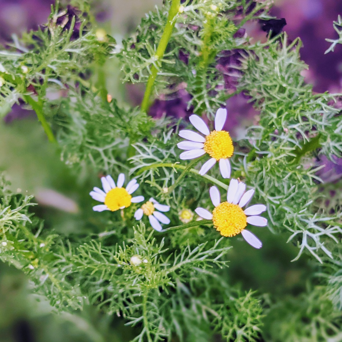 Planting Chamomile from Seed