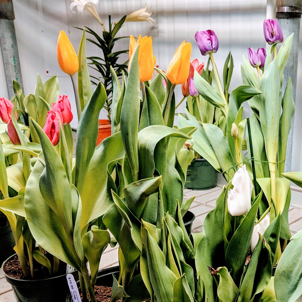 Potted Tulips at Otts Exotic Plants in Schwenksville in 2019