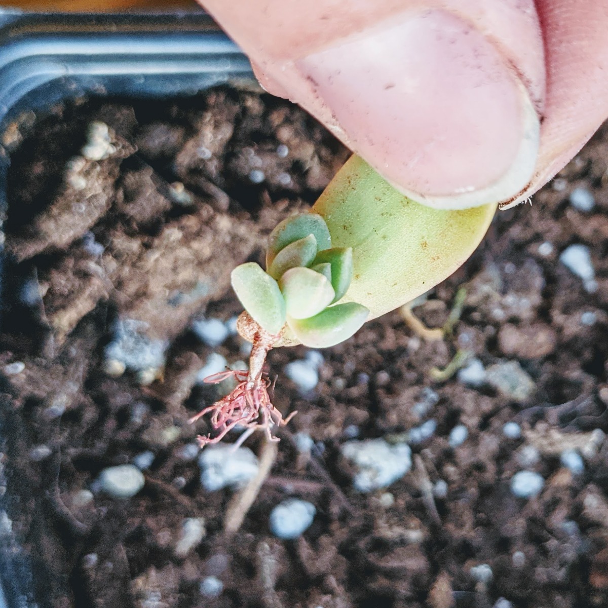 Propagating Succulent Leaves - holding a baby succulent plant over soil