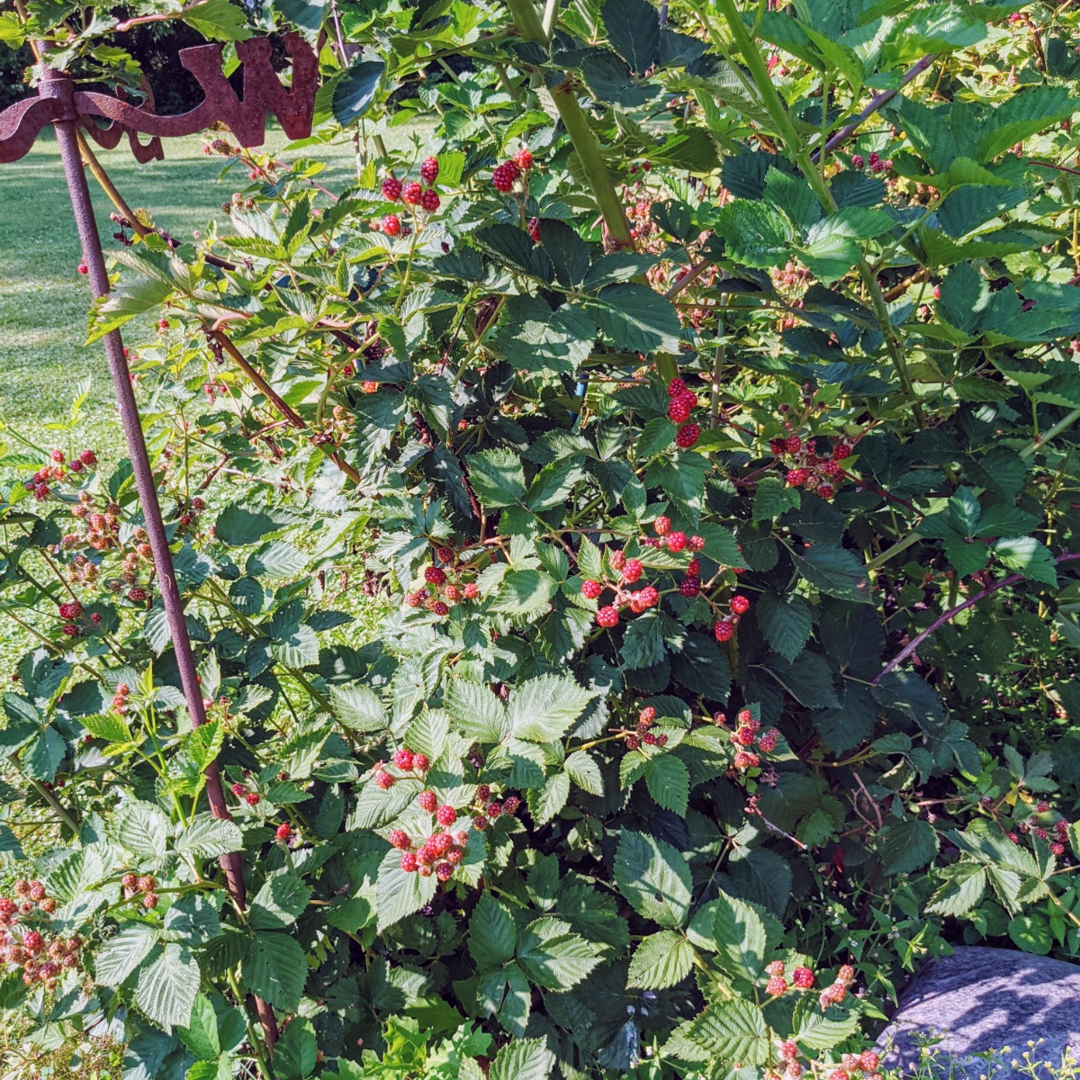 Propagating blackberry plants from suckers means digging up new plants and transplanting them.