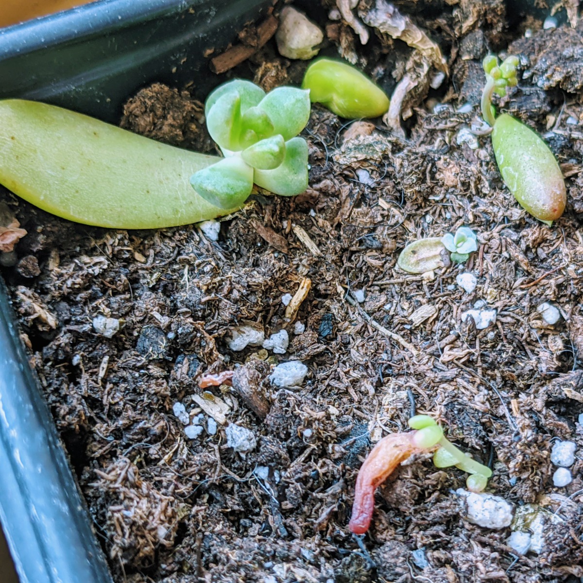 Lots of baby succulents starting from leaves