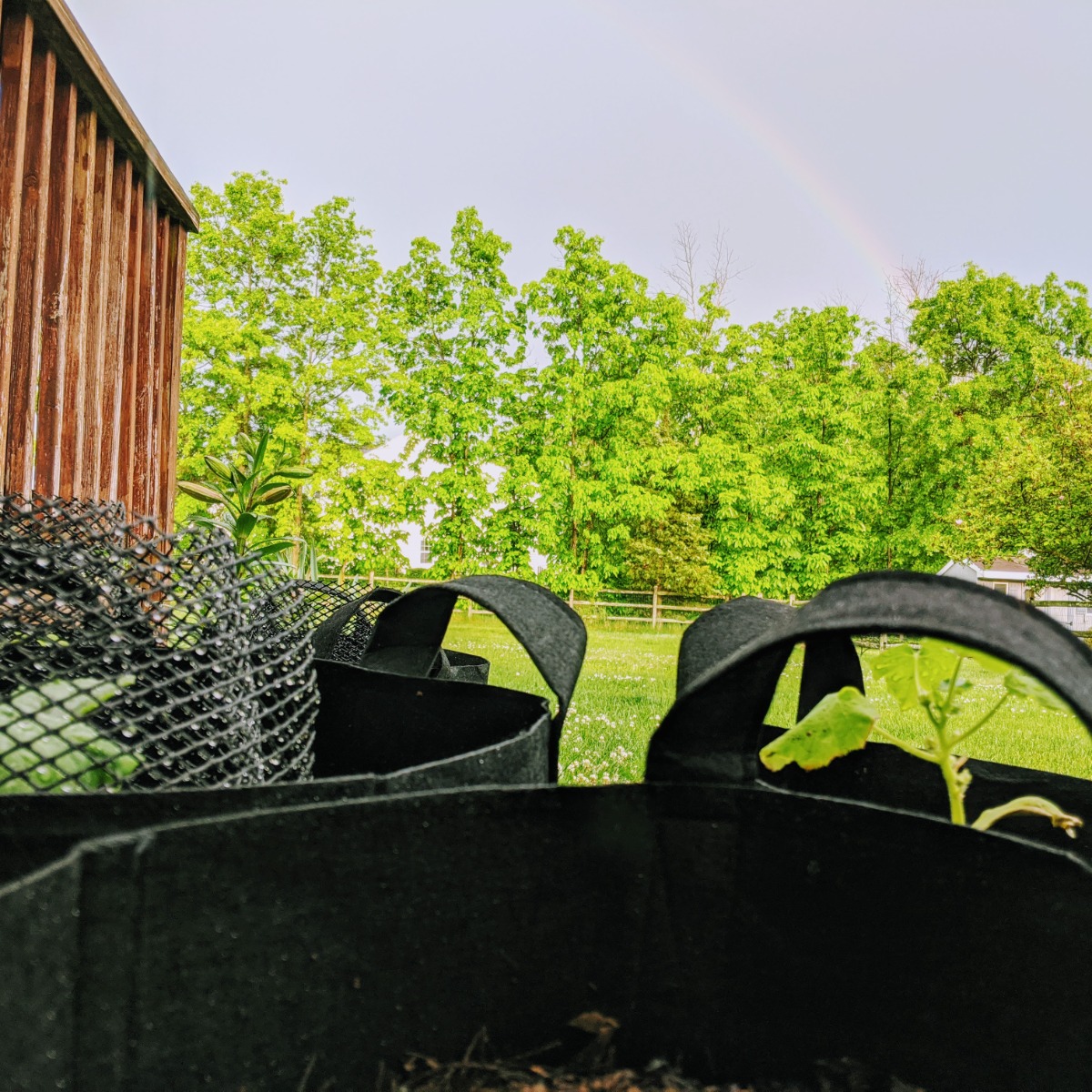 Rainbow over our 2020 container garden on the deck